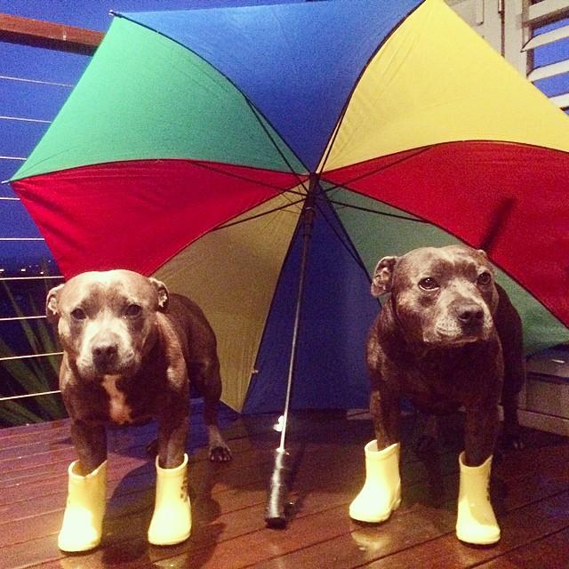 Pitbullok8 | Fotó: boredpanda.com