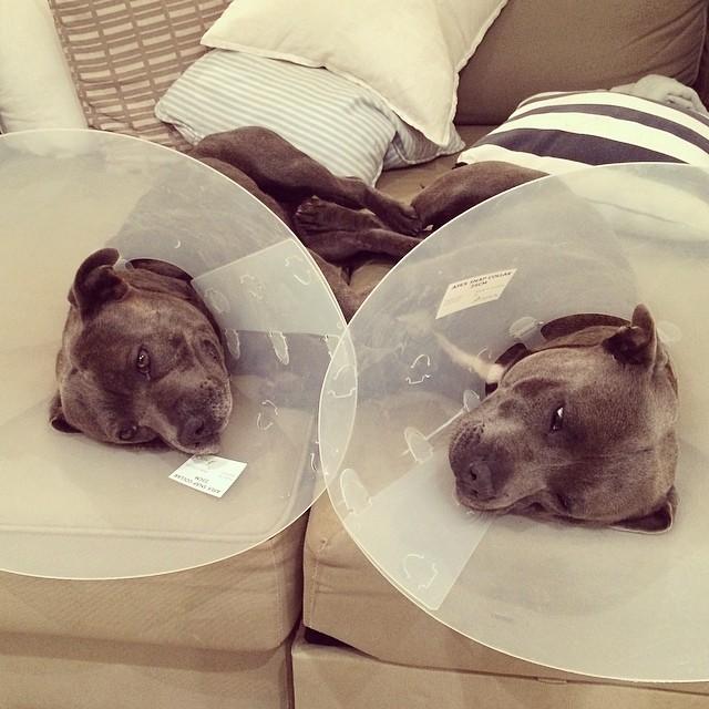 Pitbullok9 | Fotó: boredpanda.com