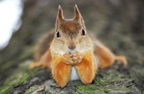 Fotó: boredpanda.com