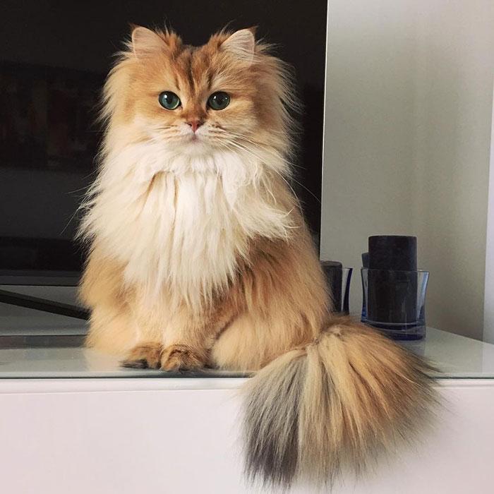 Smoothie macska | Forrás: boredpanda.com