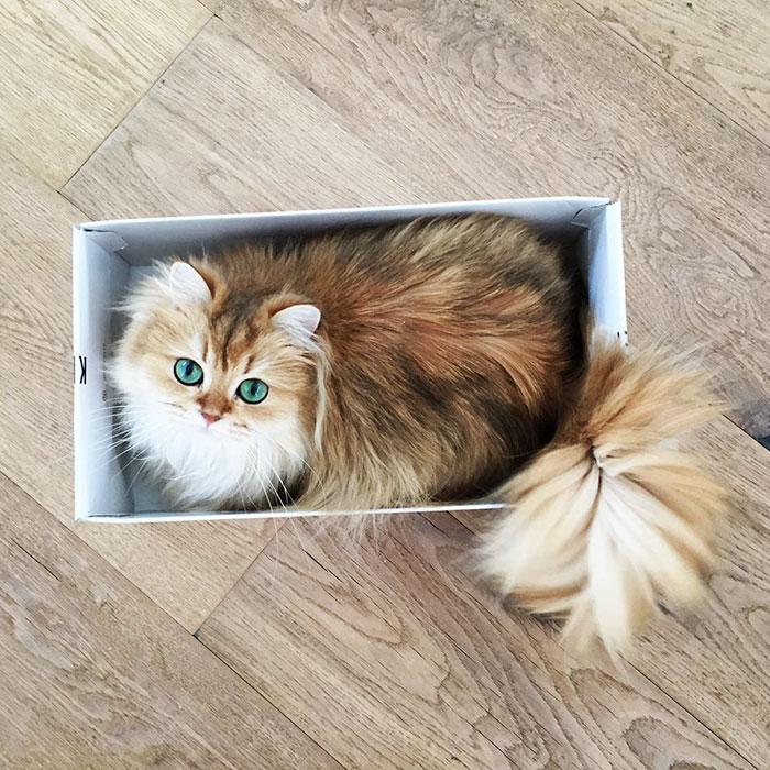 Smoothie macska | Forrás: boredpanda.com