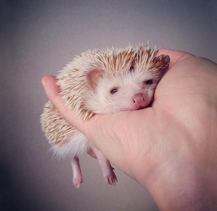 Süni | Fotó: boredpanda.com