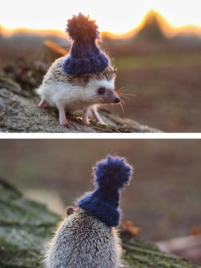Süni | Fotó: boredpanda.com