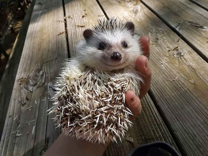 Süni | Fotó: boredpanda.com