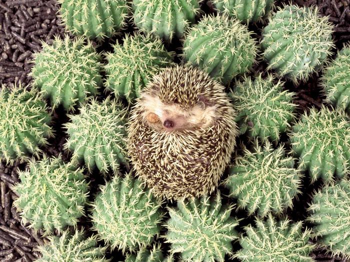 Süni | Fotó: boredpanda.com