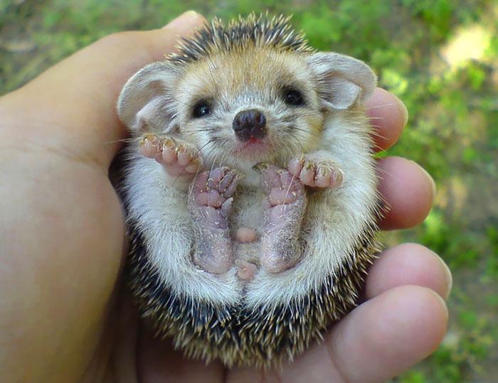 Süni | Fotó: boredpanda.com