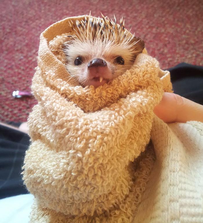 Süni | Fotó: boredpanda.com