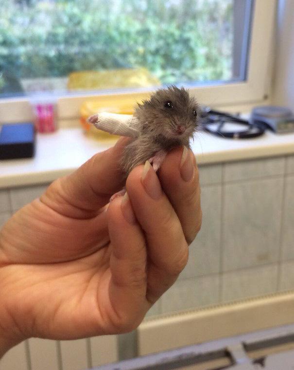 Törött lábú állatkák | Fotó via boredpanda.com