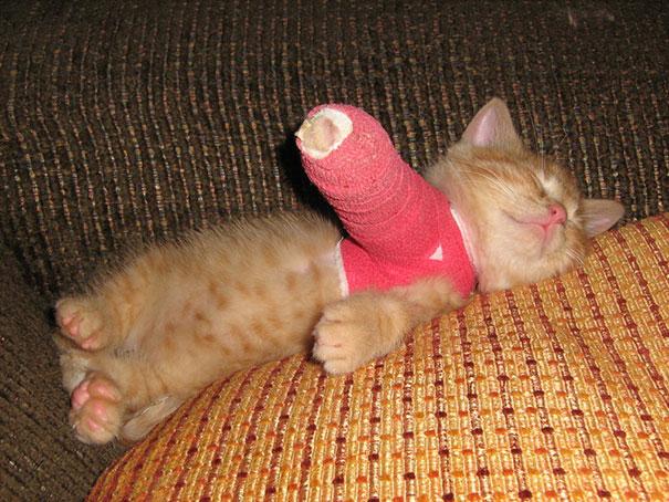 Törött lábú állatkák | Fotó via boredpanda.com