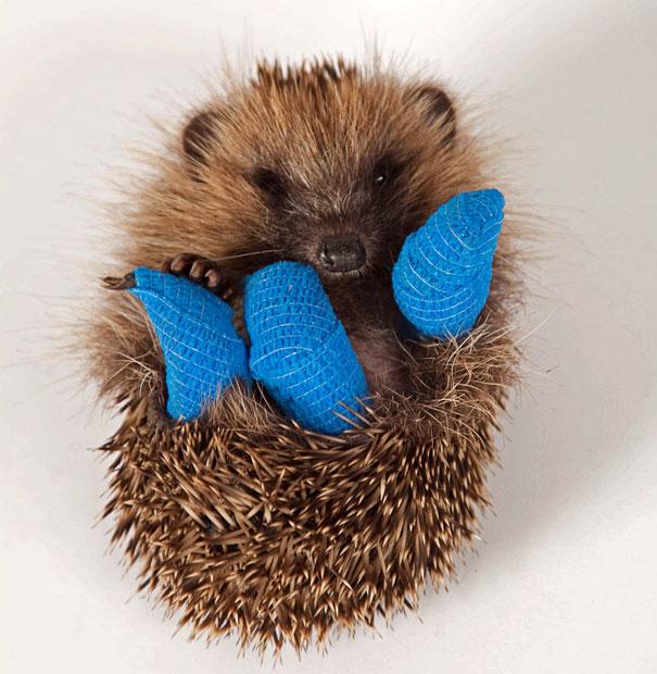 Törött lábú állatkák | Fotó via boredpanda.com