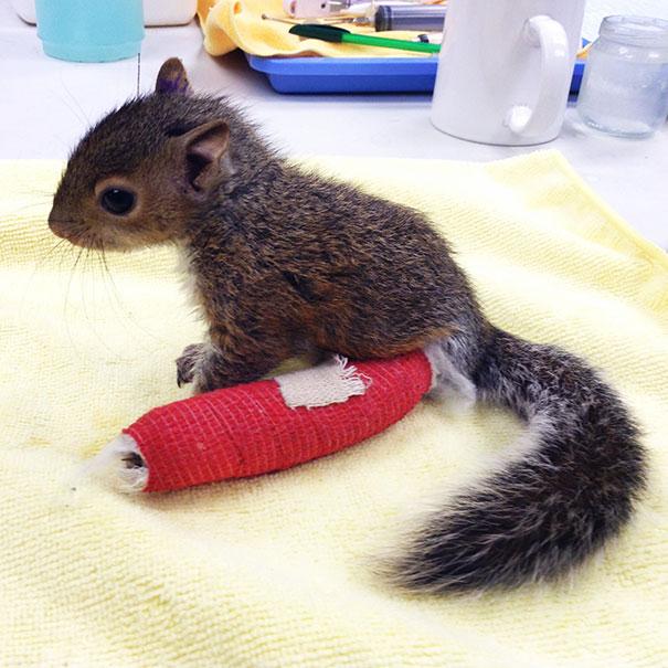 Törött lábú állatkák | Fotó via boredpanda.com