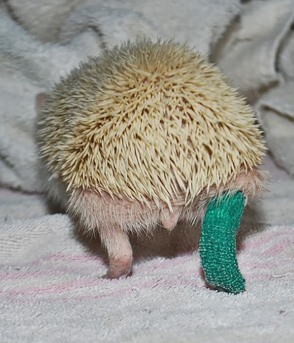 Törött lábú állatkák | Fotó via boredpanda.com