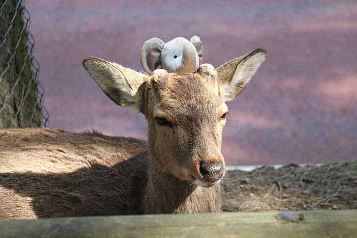 Utazó játék | Forrás: boredpanda.com