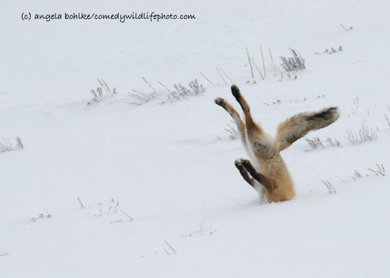 Vicces állatfotó | Forrás via boredpanda.com, comedywildlifephoto.com