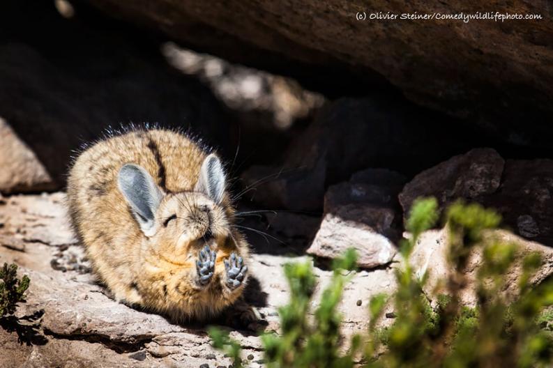 Vicces állatfotó | Forrás via boredpanda.com, comedywildlifephoto.com