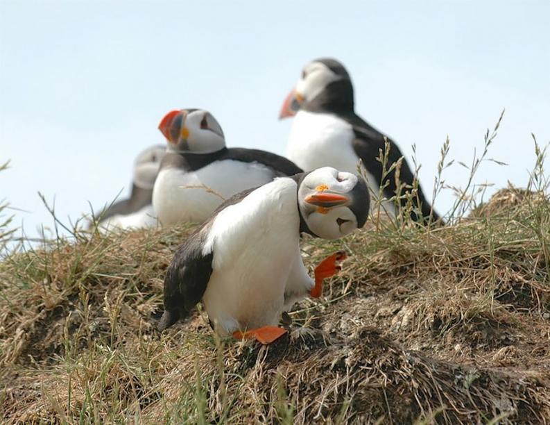 Vicces állatfotó | Forrás via boredpanda.com, comedywildlifephoto.com