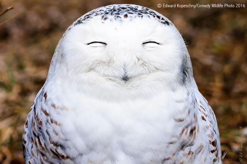 Vicces állatfotó | Forrás via boredpanda.com, comedywildlifephoto.com