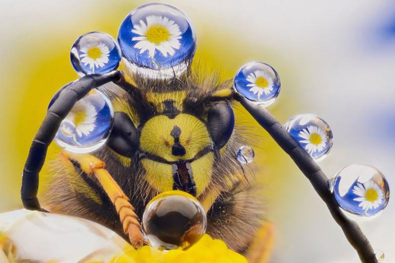 Vicces állatfotó | Forrás via boredpanda.com, comedywildlifephoto.com