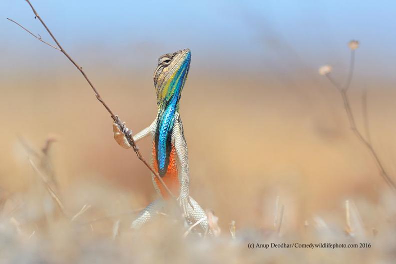 Vicces állatfotó | Forrás via boredpanda.com, comedywildlifephoto.com