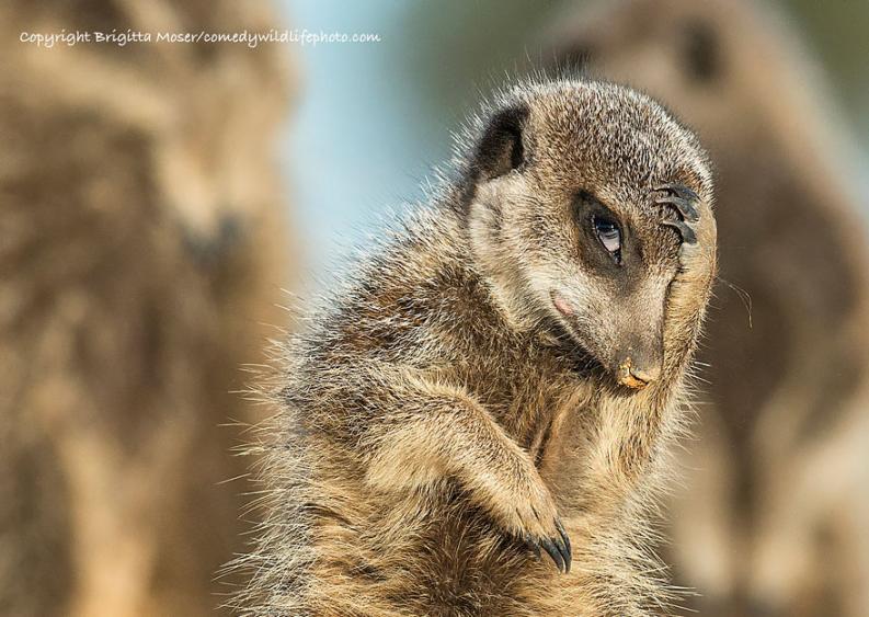 Vicces állatfotó | Forrás via boredpanda.com, comedywildlifephoto.com