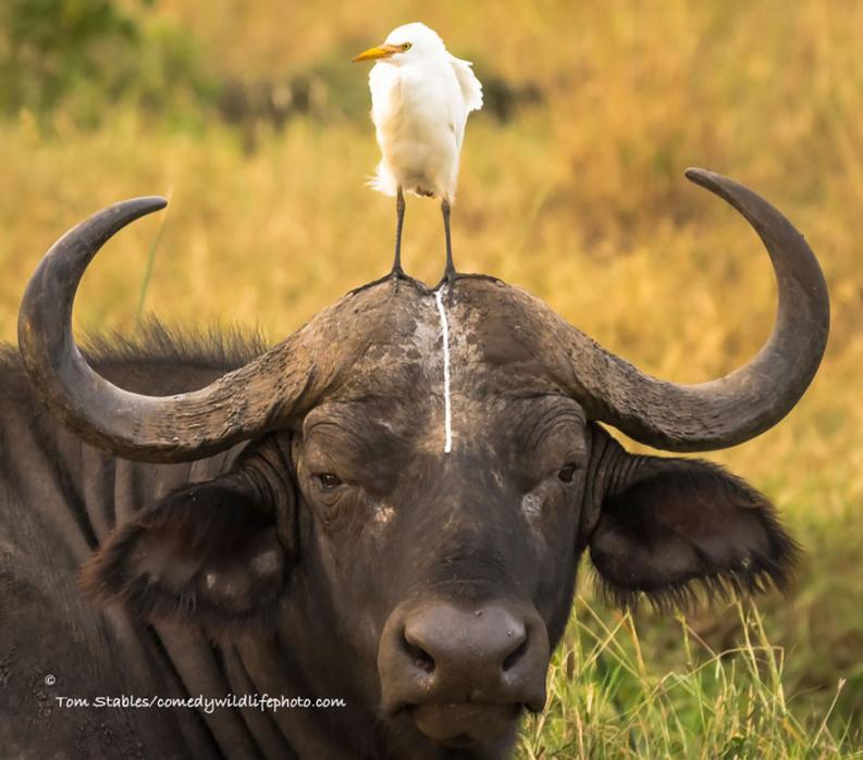 Vicces állatfotó | Forrás via boredpanda.com, comedywildlifephoto.com