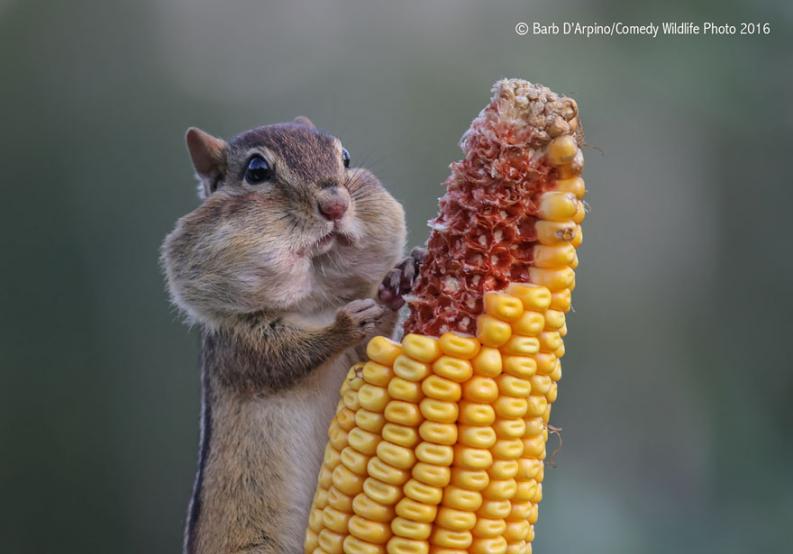Vicces állatfotó | Forrás via boredpanda.com, comedywildlifephoto.com