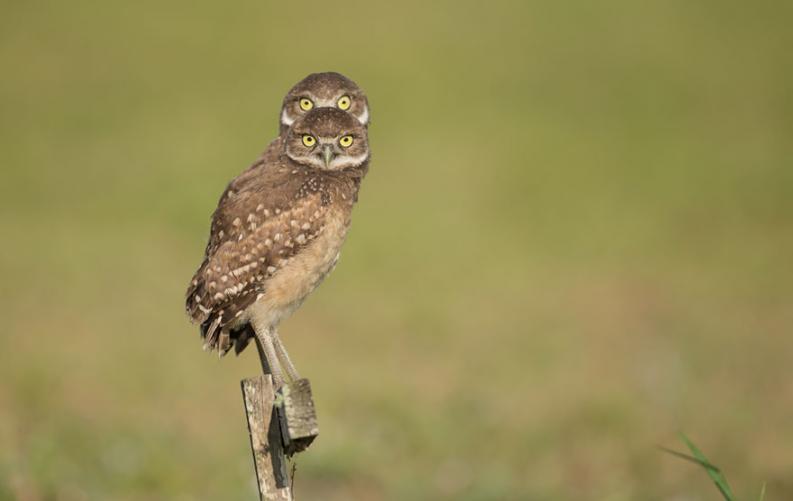Vicces állatfotó | Forrás via boredpanda.com, comedywildlifephoto.com