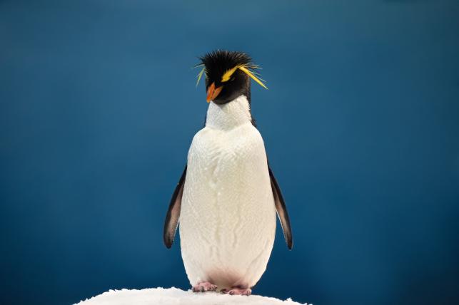 Pingvin (Eudyptes moseleyi) - PROAKTIVdirekt Életmód magazin és hírek - proaktivdirekt.com