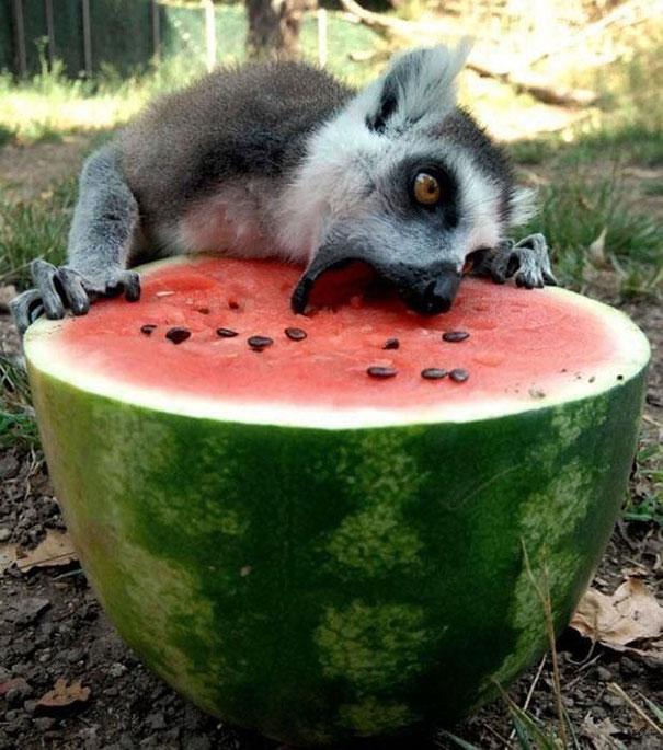 Étkező állatka | Forrás: boredpanda.com