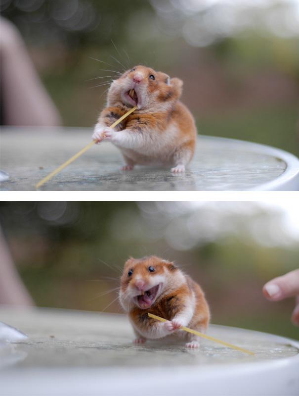Étkező állatka | Forrás: boredpanda.com