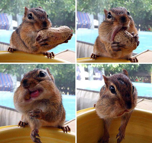 Étkező állatka | Forrás: boredpanda.com