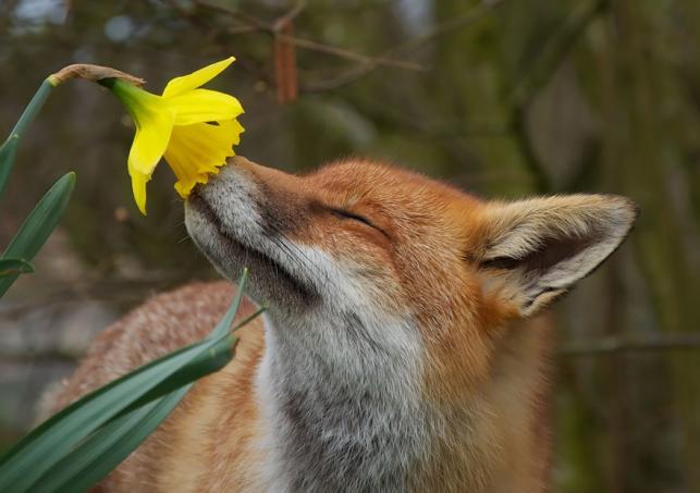 Állatok és virágok | fotó: boredpanda.com - PROAKTIVdirekt Életmód magazin és hírek - proaktivdirekt.com