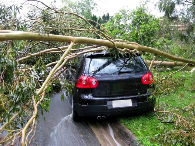 Autóra dőlt fa: a kép illusztráció, miért ne parkoljunk fák alá! - PROAKTIVdirekt Életmód magazin és hírek - proaktivdirekt.com