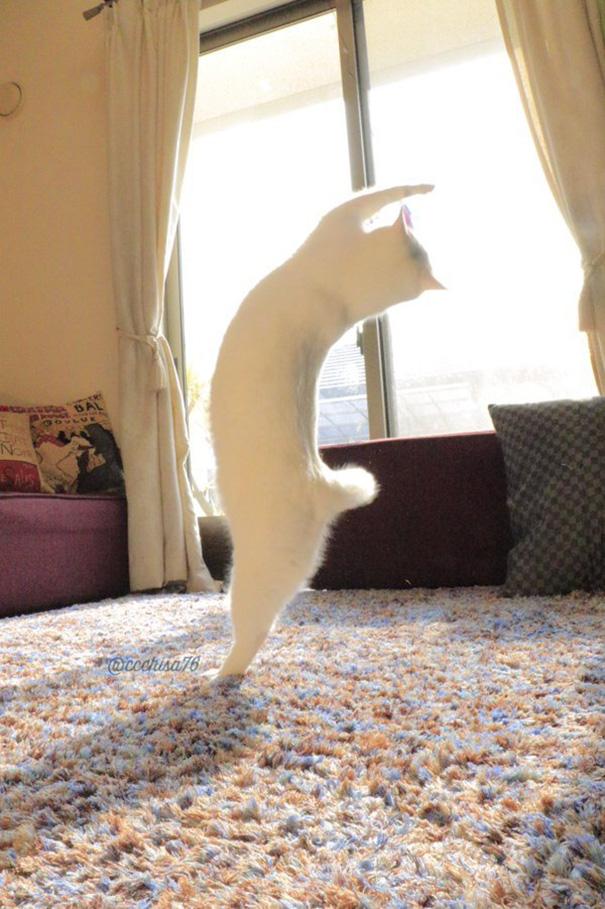 Táncos macska | Fotó via boredpanda.com