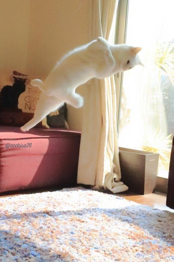 Táncos macska | Fotó via boredpanda.com
