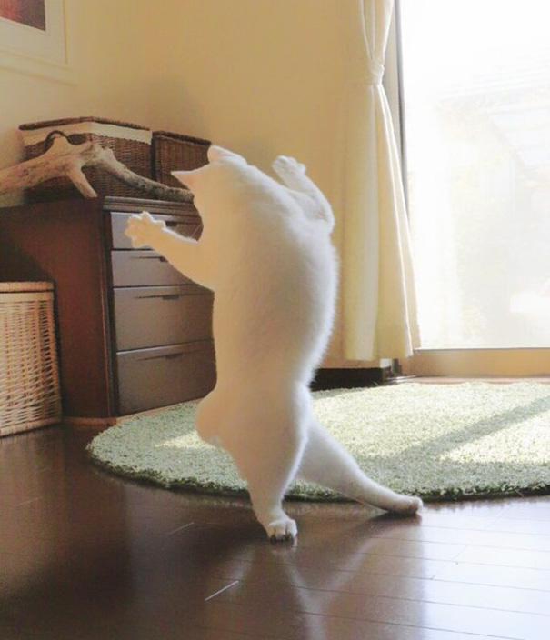 Táncos macska | Fotó via boredpanda.com