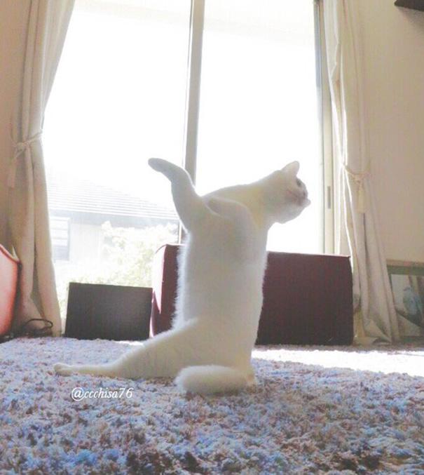 Táncos macska | Fotó via boredpanda.com