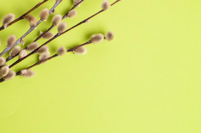 Barka Fotó: 123rf.com - PROAKTIVdirekt Életmód magazin és hírek - proaktivdirekt.com