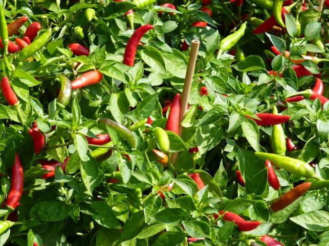 Otthon termesztett chili - összehasonlíthatatlan a boltival! - PROAKTIVdirekt Életmód magazin és hírek - proaktivdirekt.com