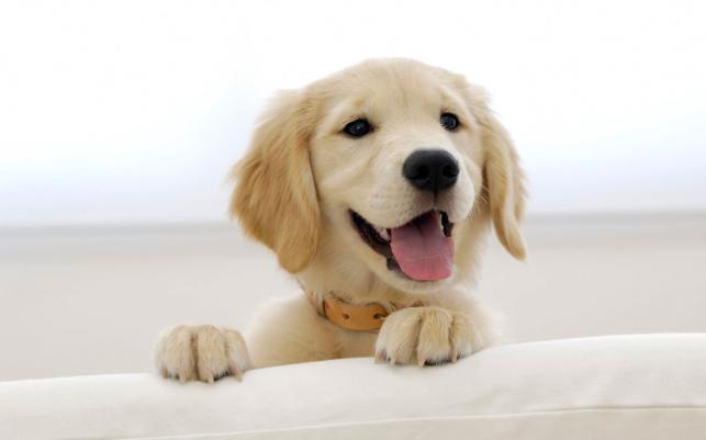 Golden retriever kölyök | Fotó: flickr.com - PROAKTIVdirekt Életmód magazin és hírek - proaktivdirekt.com