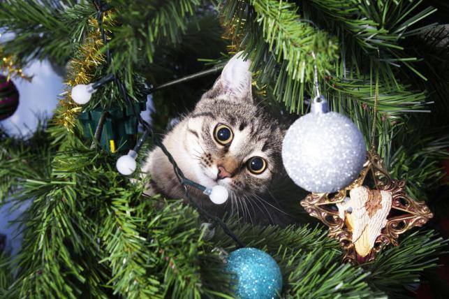 Karácsony háziállatokkal - macska - PROAKTIVdirekt Életmód magazin és hírek - proaktivdirekt.com