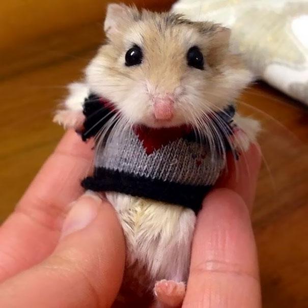 Kisállatok mini pulóverekben | Forrás: boredpanda.com
