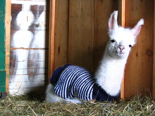 Kisállatok mini pulóverekben | Forrás: boredpanda.com