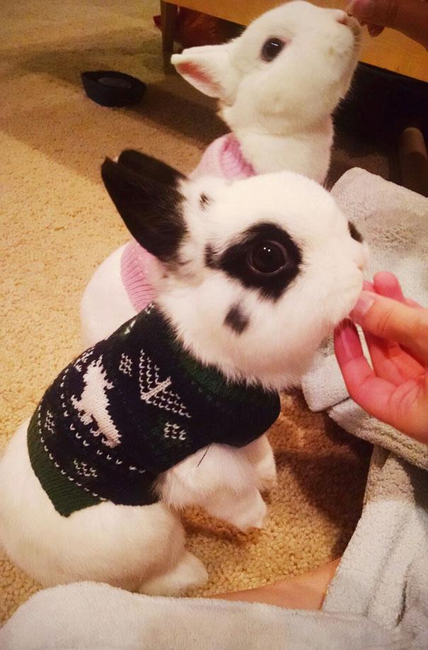 Kisállatok mini pulóverekben | Forrás: boredpanda.com