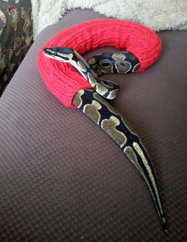 Kisállatok mini pulóverekben | Forrás: boredpanda.com