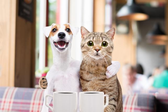 Kutya és macska kávézás közben - PROAKTIVdirekt Életmód magazin és hírek - proaktivdirekt.com