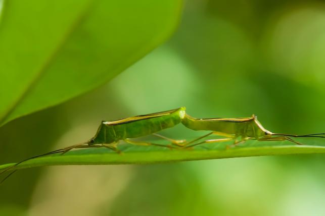 Leptocorisa oratorius Fotó:123rf.com - PROAKTIVdirekt Életmód magazin és hírek - proaktivdirekt.com