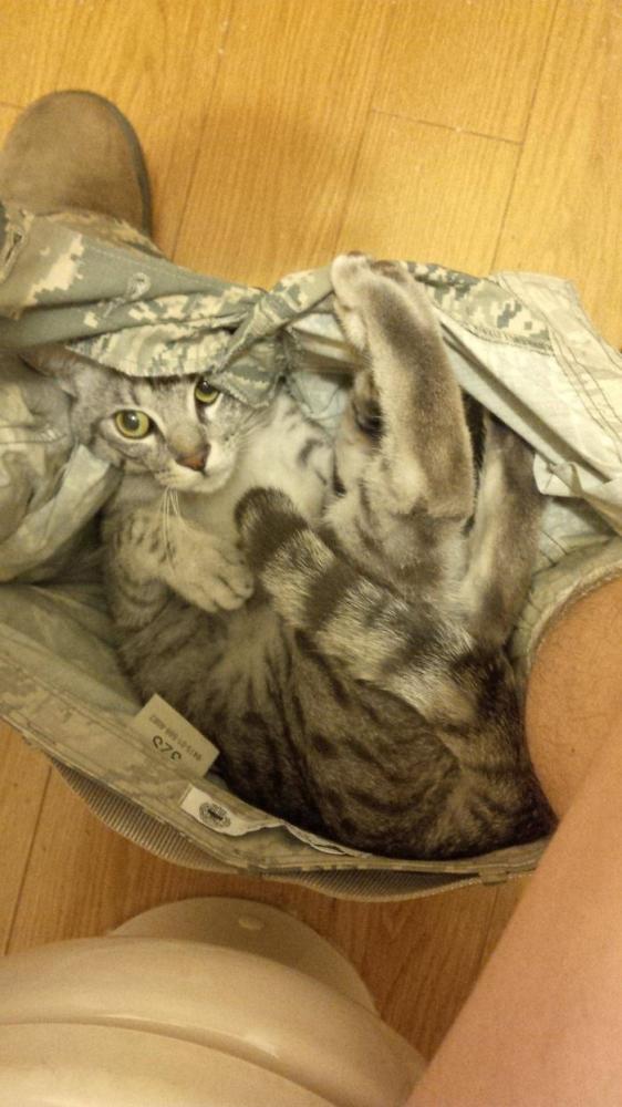 Macska a gatyában | Forrás: boredpanda.com