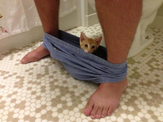 Macska a gatyában | Forrás: boredpanda.com