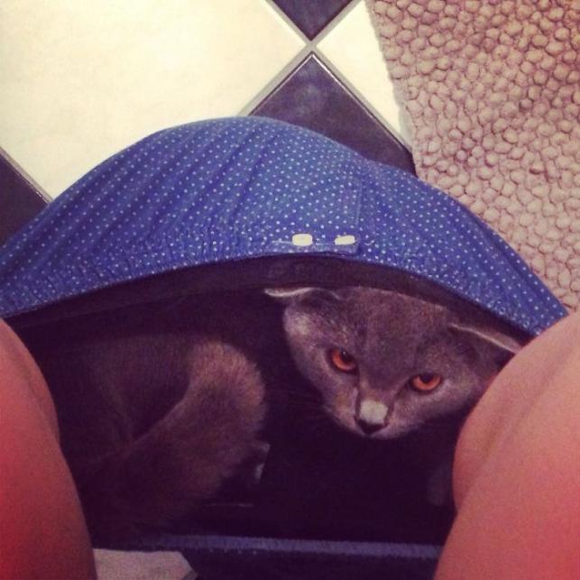 Macska a gatyában | Forrás: boredpanda.com